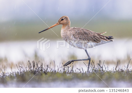 Black-tailed Godwit wader bird walking 135246843