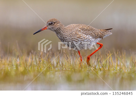 Common Redshank moving through grass Common Redshank moving through grass 135246845