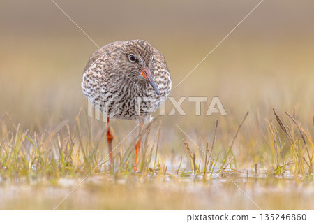 Common Redshank moving through grass 135246860