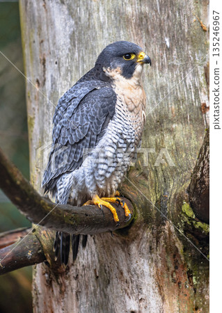 Peregrine falcon waiting for prey in tree Peregrine falcon waiting for prey in tree 135246967