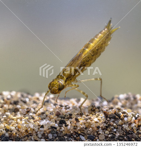 Larvae of Emperor dragonfly Larvae of Emperor dragonfly 135246972