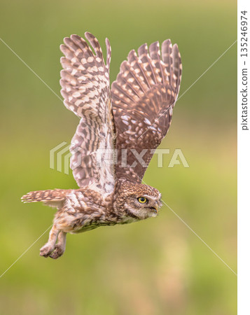 Little Owl flying on Bright Background 135246974