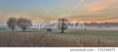 Pollard willows and horses sunrise Pollard willows and horses sunrise 135246975