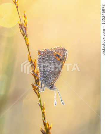 Small Copper butterfly with Dew Drops 135246978
