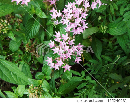 Pentas flowers beginning to bloom 135246981