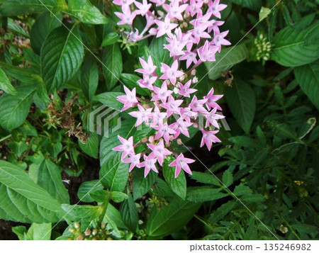 Dense pink pentas flowers 135246982