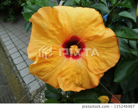 Bright orange hibiscus Bright orange hibiscus 135246987