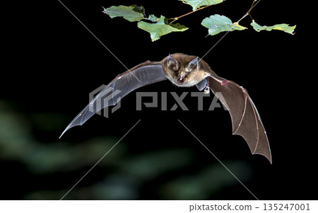 Flying Greater horseshoe bat in forest 135247001
