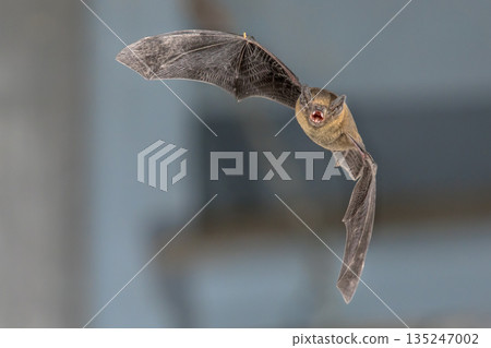 Flying Pipistrelle bat on blue background Flying Pipistrelle bat on blue background 135247002