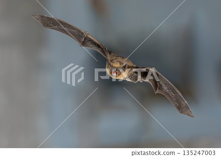 Flying pipistrelle bat trigger flash 135247003