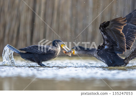 Two Great cormorant fighting over fish Two Great cormorant fighting over fish 135247053