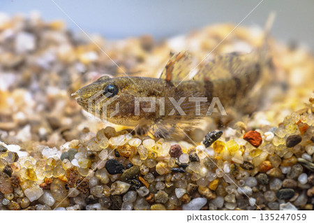 Western Tubenose Goby underwater Western Tubenose Goby underwater 135247059