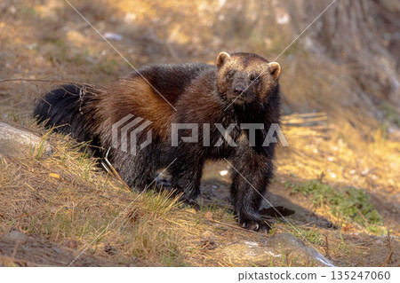 Wolverine walking in nature of Finland 135247060