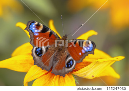 Colorful European Peacock butterfly Colorful European Peacock butterfly 135247080