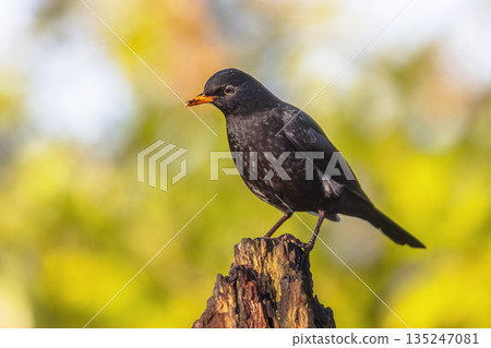 Common blackbird perched on branch with blurred background Common blackbird perched on branch with blurred background 135247081