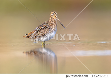 Common snipe wader bird in marshland background 135247085