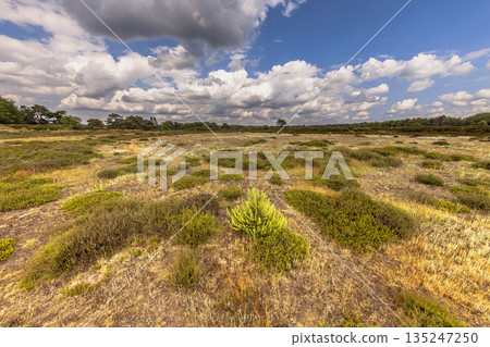 Arid Heathland with open vegetation Arid Heathland with open vegetation 135247250