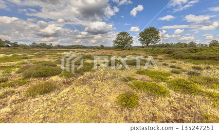 Arid Heathland with open vegetation 135247251