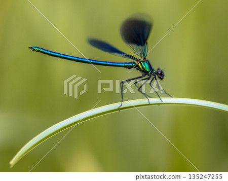 Banded demoiselle on green leaf Banded demoiselle on green leaf 135247255