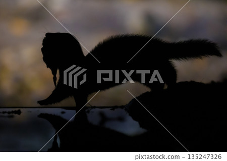 Polecat running with prey at night Polecat running with prey at night 135247326