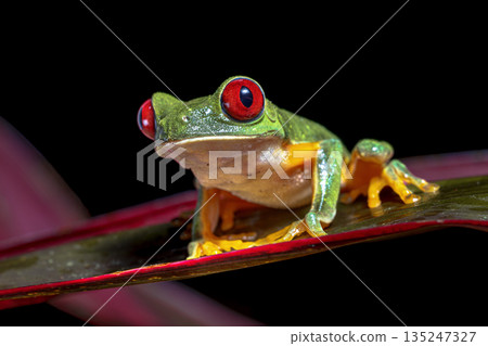 Red eyed leaf Frog on brach in tropical forest Red eyed leaf Frog on brach in tropical forest 135247327