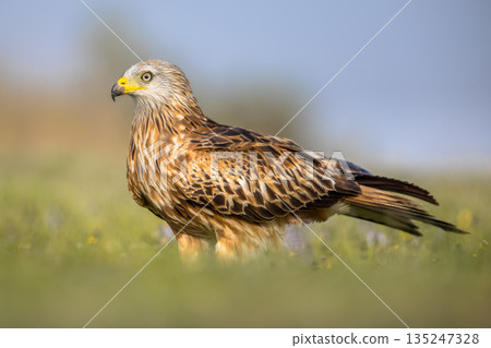 Red kite perched in green grass with flowers 135247328