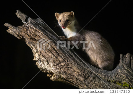 Stone marten on tree trunk 135247330