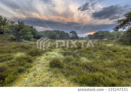 Sunrise over flowering heathland Dwingelderveld Netherlands 135247331