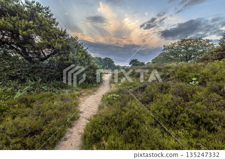 Sunrise over flowering heathland Dwingelderveld Netherlands Sunrise over flowering heathland Dwingelderveld Netherlands 135247332