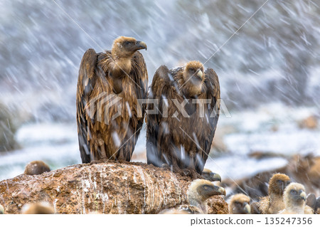 Griffon vulture couple perched on rock Griffon vulture couple perched on rock 135247356