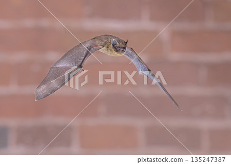 Flying Pipistrelle Bat on brick wall 135247387