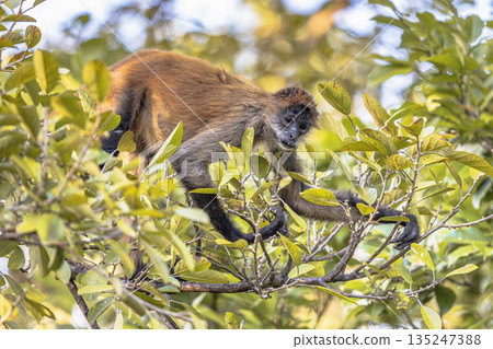 Geoffroys spider monkey hanging in tree 135247388