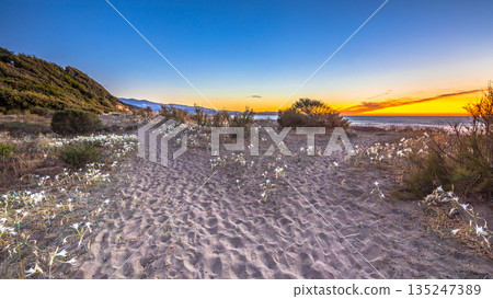 Illyrian sea lily 135247389