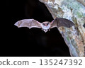 Long-fingered bat flying from cave 135247392