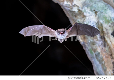 Long-fingered bat flying from cave 135247392