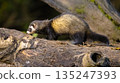Polecat in forest at night 135247393