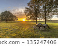 Ancient Dolmen or Hunebed 135247406