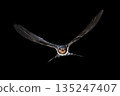 Barn swallow flying on black background 135247407