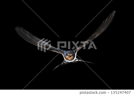 Barn swallow flying on black background 135247407