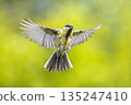 Bird in flight on bright green background crop 135247410