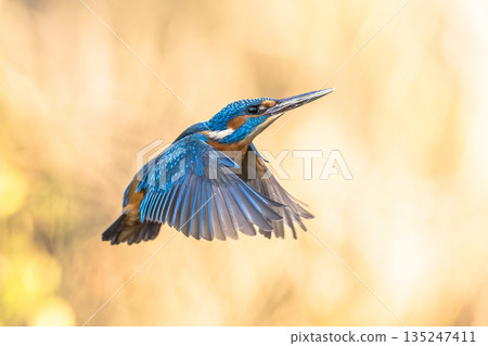 Common European Kingfisher Flying Common European Kingfisher Flying 135247411