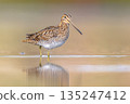 Common snipe wader bird in marshland background 135247412
