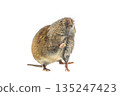 Field vole standing on hind leg on white background 135247423