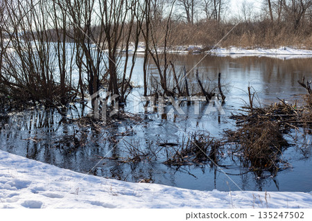 Beaver dam across a river. Beaver lodge sitting on a river surrounded. Tree branches across the river 135247502