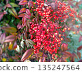 Close-up of Nandina fruit 135247564