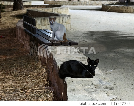 black and white cats resting in park scene, cozy urban park scene with cats and scattered leaves black and white cats resting in park scene, cozy urban park scene with cats and scattered leaves 135247764