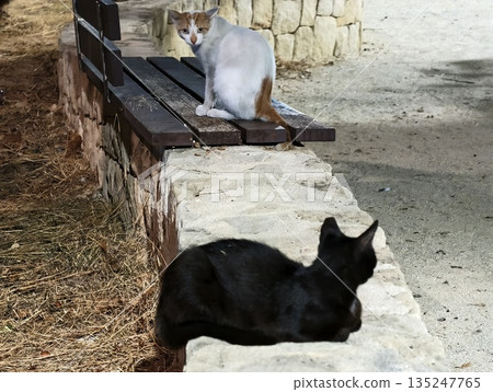 black and white cats lounging peacefully, serene city park featuring cats relaxing on rustic seating black and white cats lounging peacefully, serene city park featuring cats relaxing on rustic seating 135247765