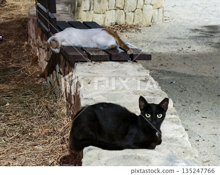 black and white cats on rustic street scene, portrait of attentive cats against textured wall black and white cats on rustic street scene, portrait of attentive cats against textured wall 135247766