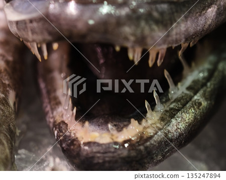 predator fish with jagged teeth, closeup of predatory fish revealing menacing mouth and torn scales 135247894