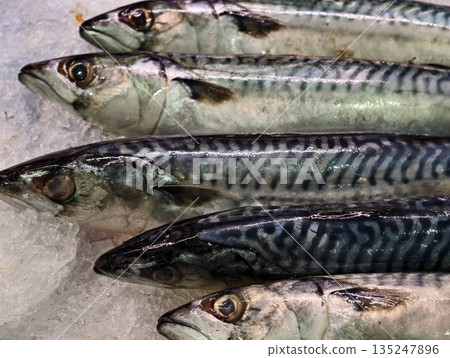seacaught mackerel with vivid striping displayed on ice highlighting freshness and omega three 135247896